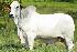 Raca: nelore padrao (corte) rgd: mbo 1249
